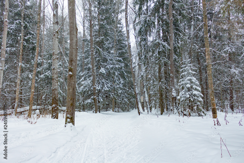 Forest winter snow in Russia Forest winter snow in Russia