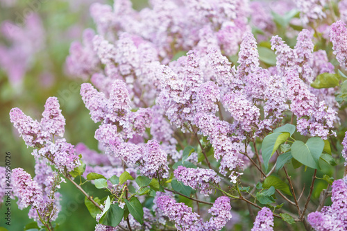 Blooming violet lilac bush at spring time with sunlight. Blossoming purple and violet lilac flowers. Spring season, nature background