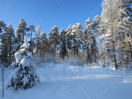 зима, снег, природа, солнечны день, мороз, деревья, ели