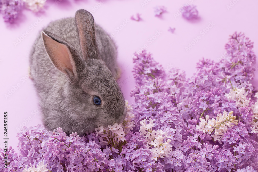 Naklejka premium bunny with lilac flowers on pink background