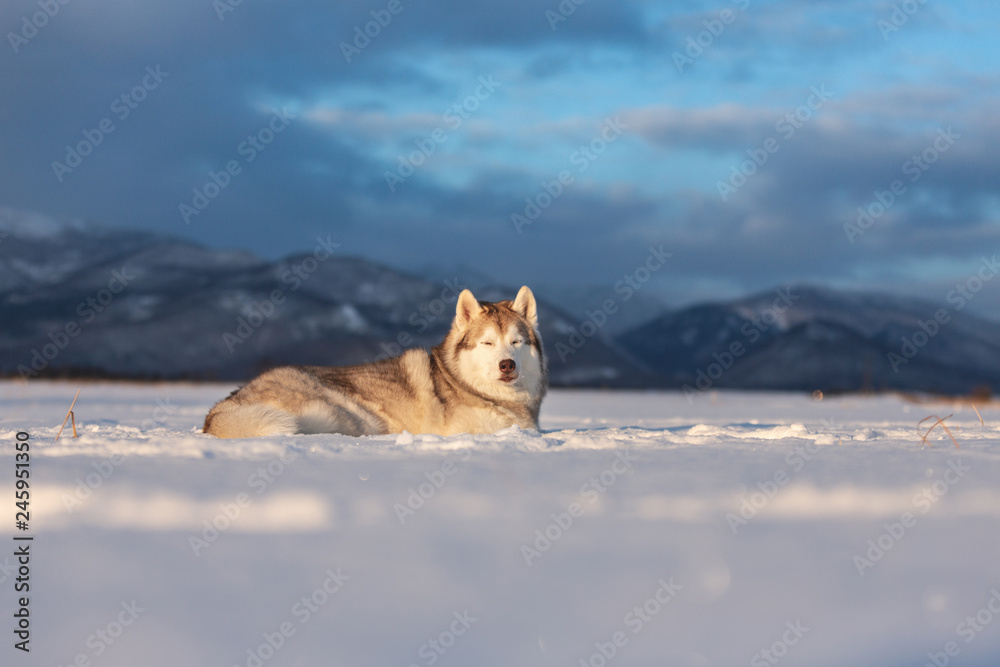 Obraz premium Beautiful and prideful siberian husky dog lying in the snow field in winter