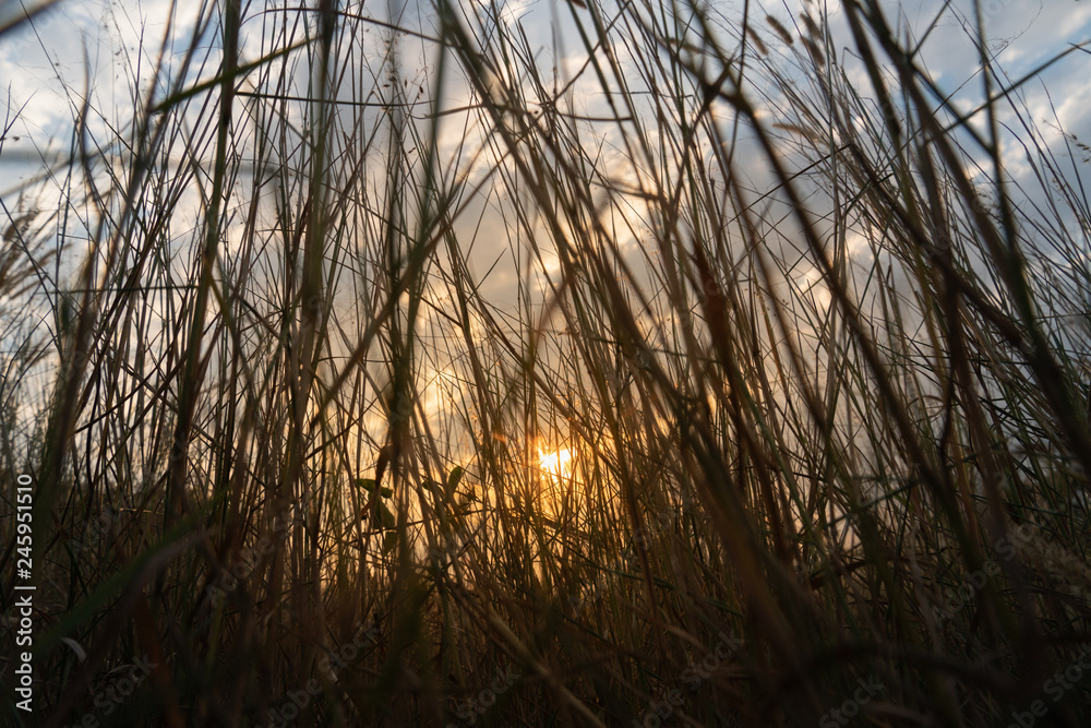 ์Nature evening light shines through the meadows.