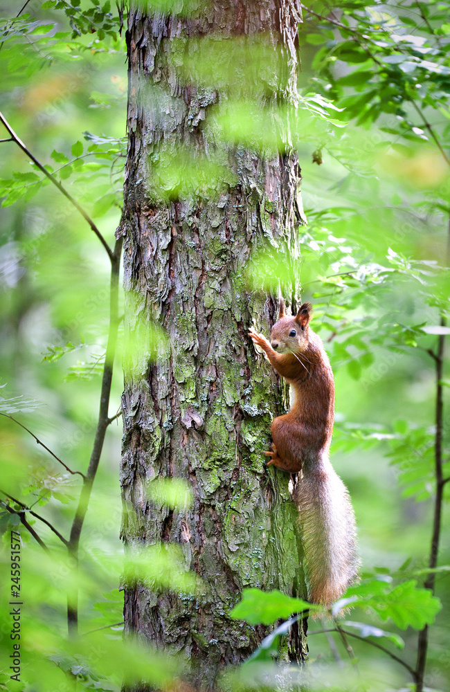 red squirrel on a tree in summer day