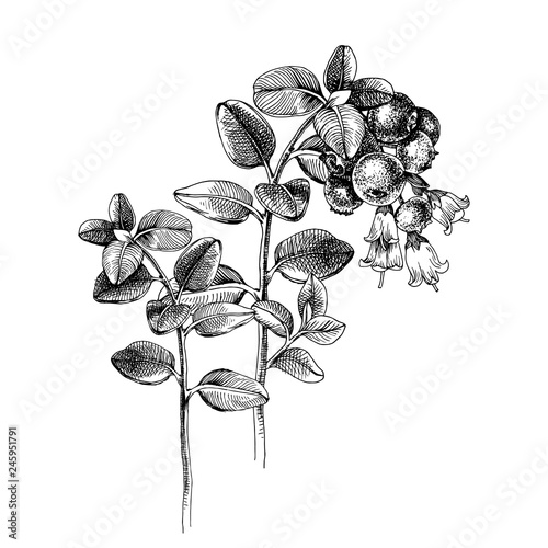 Hand drawn cowberry branch