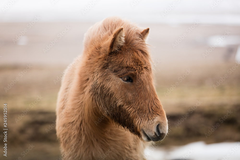 Fototapeta premium Islandpferde in freier Natur