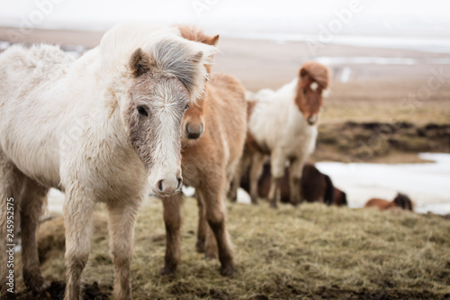 Fototapeta Naklejka Na Ścianę i Meble -  Islandpferde in freier Natur