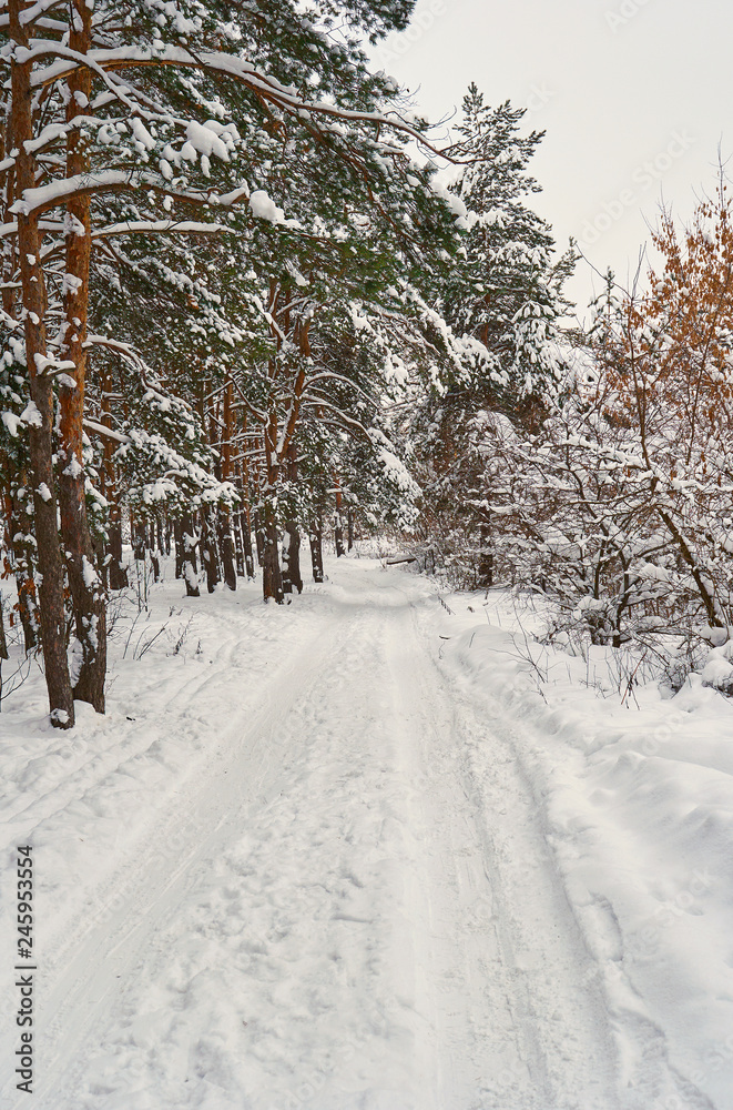 Obraz premium snowy road of winter forest