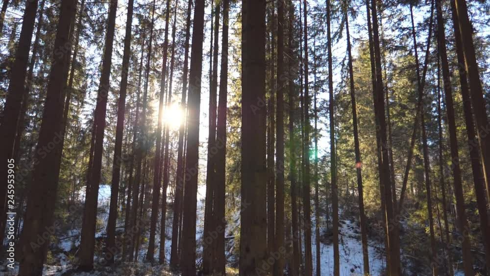 Dolly shot of sun light breaking through trees in early morning. Warm sunbeams illuminating plants in winter. Beautiful mountain pine forest with sun shining. Nature at background. Slow motion Dolly shot of sun light breaking through trees in early morning. Warm sunbeams illuminating plants in winter. Beautiful mountain pine forest with sun shining. Nature at background. Slow motion