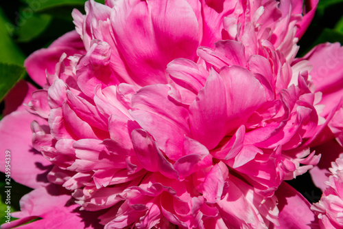 Close-up of beautiful pink peony flower