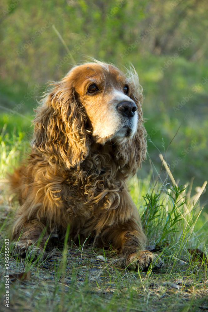 The dog - faithful friend The dog - faithful friend