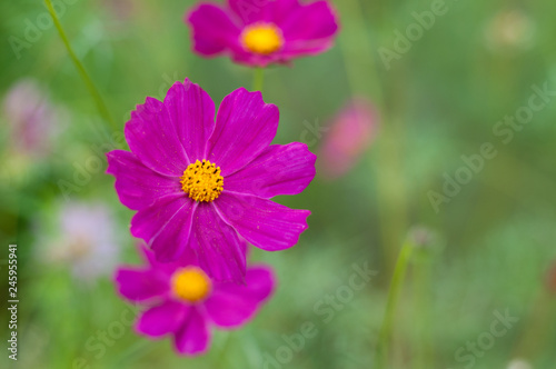 Kosmeya flower. Spring, summer background, pink flower on a background of green grass.