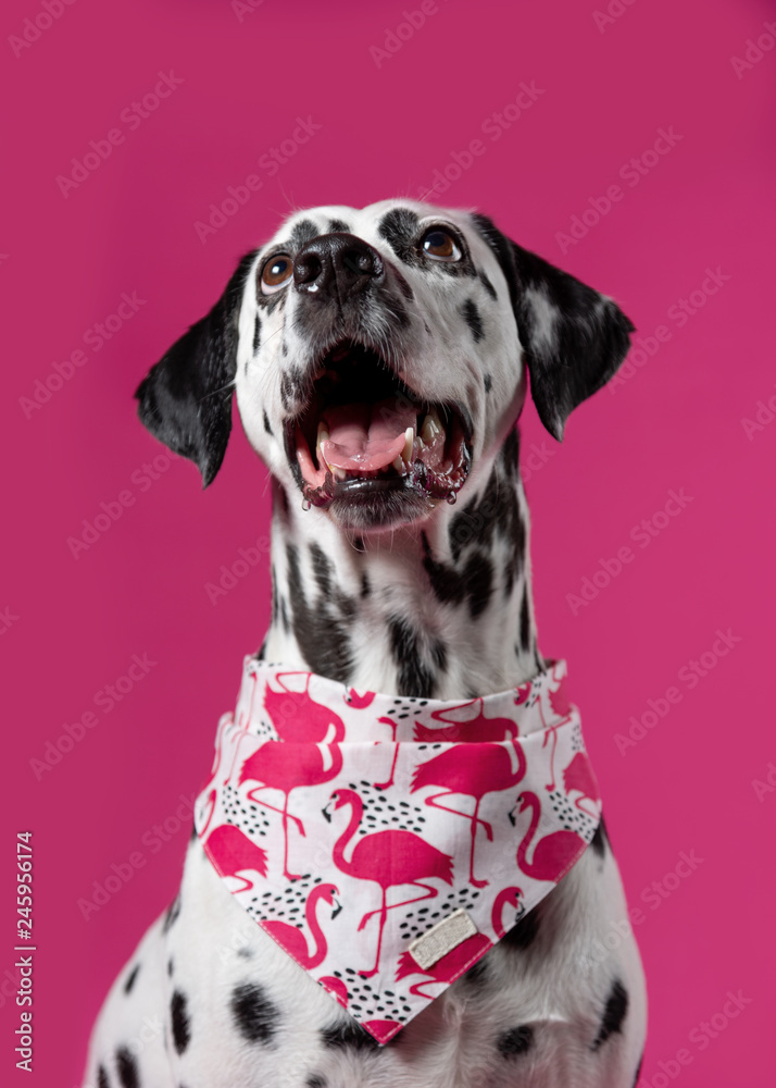 Portrait of Dalmatian dog in pink bandana on pink backgroung. Dog looking up. Place for text
