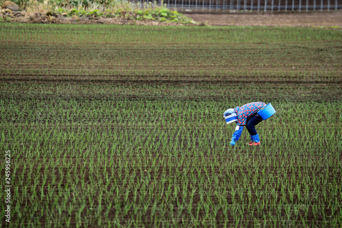 Woman planting rice in a paddy field, Asahikawa, Hokkaido, Japan photo