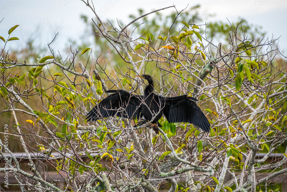 A Male Anhinga in Everglades National Park, Florida