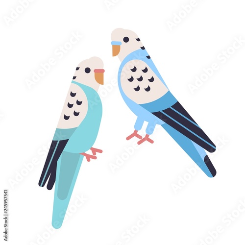 Pair of cute budgerigars isolated on white backgro