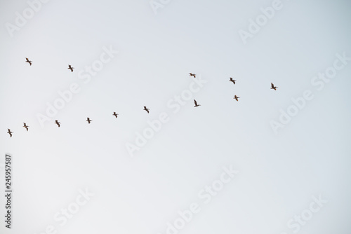 Flock of birds flying in the sky. Copyscape