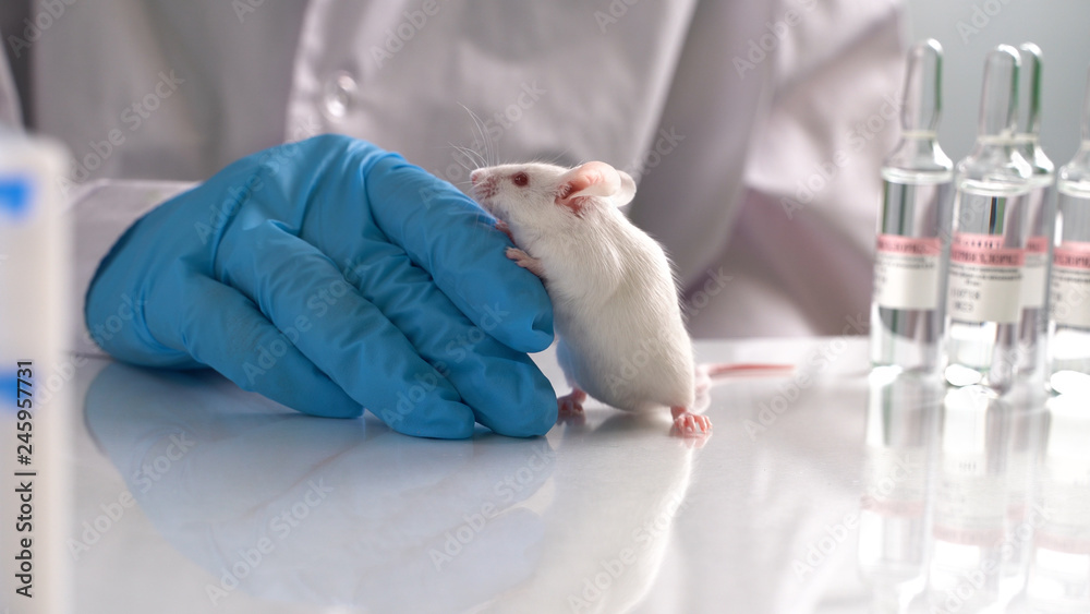 Research staff are injecting the mouse into animals,Experimental animals Research staff are injecting the mouse into animals,Experimental animals
