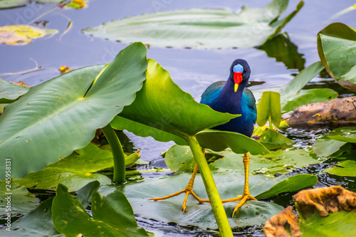 A Purple Gallinule in the Everglades National Park, Florida