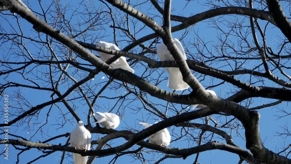 White doves. Beautiful white doves in a park White doves. Beautiful white doves in a park