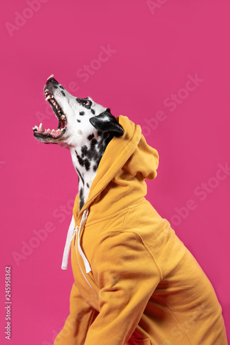 Dalmatian dog in yellow sport jacket sitting on a pink background. Dog with open mouth. Funny muzzle. Copy space