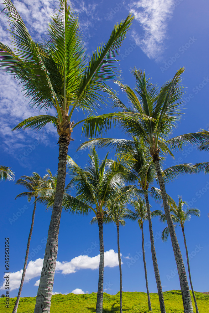 ハワイのヤシの木たち Stock 写真 Adobe Stock