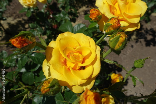 Buds and amber yellow flowers of rose in June
