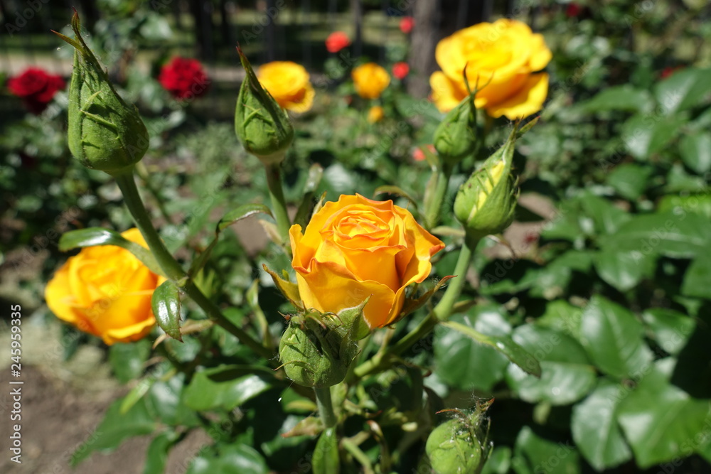 Orangey yellow flower of rose in summer Orangey yellow flower of rose in summer