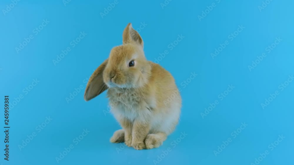 Foxy color rabbit with one ear up, licking his paw, sniffing, blue screen ready for chroma key Foxy color rabbit with one ear up, licking his paw, sniffing, blue screen ready for chroma key