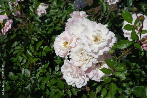 Fully opened light pink semi double flowers of rose