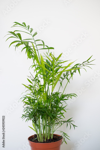 Chamaedorea elegans in a vase
