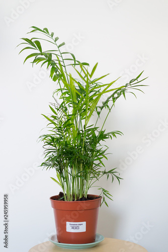 Chamaedorea elegans in a vase