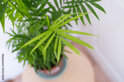 Chamaedorea elegans in a vase photo