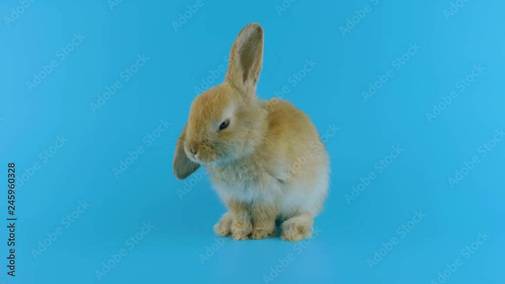 Brown rabbit with one ear down, washing itself, shows tongue, blue background ready for chroma key