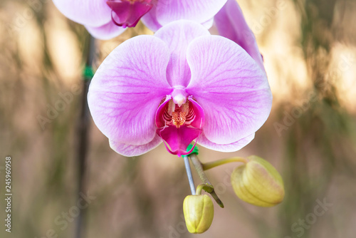 Pink phalaenopsis orchid blooming, Beautiful purple flowers for poscard beauty photo