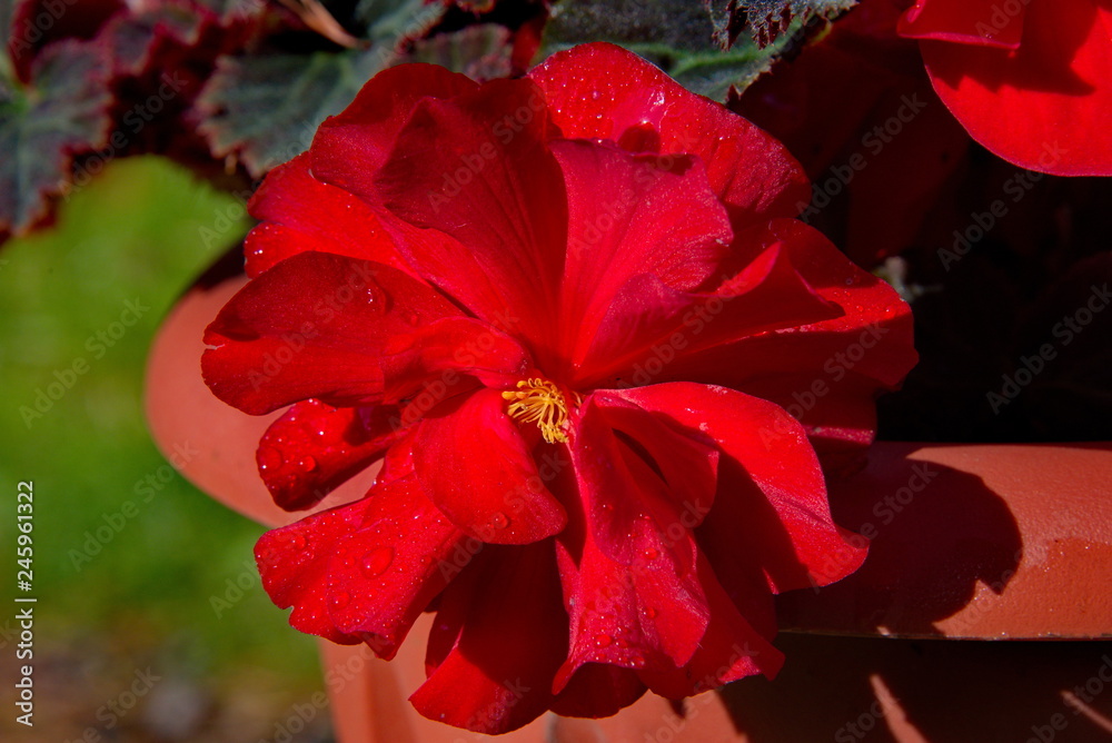 Ornamental plant. Red begonia (Begonia).