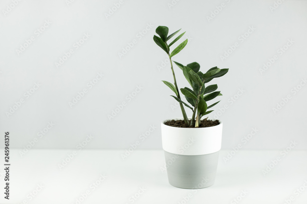 green plant in a pot green plant in a pot