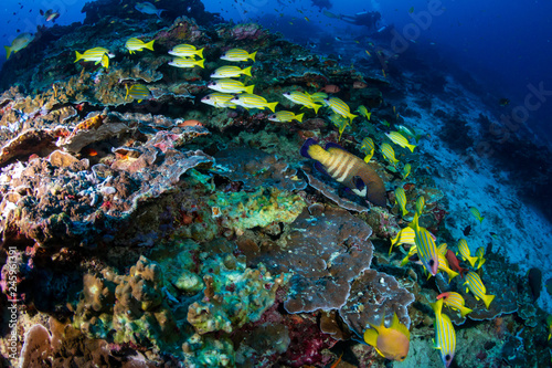 Colorful Bluestripe Snapper on a tropical coral reef in the Andaman Sea