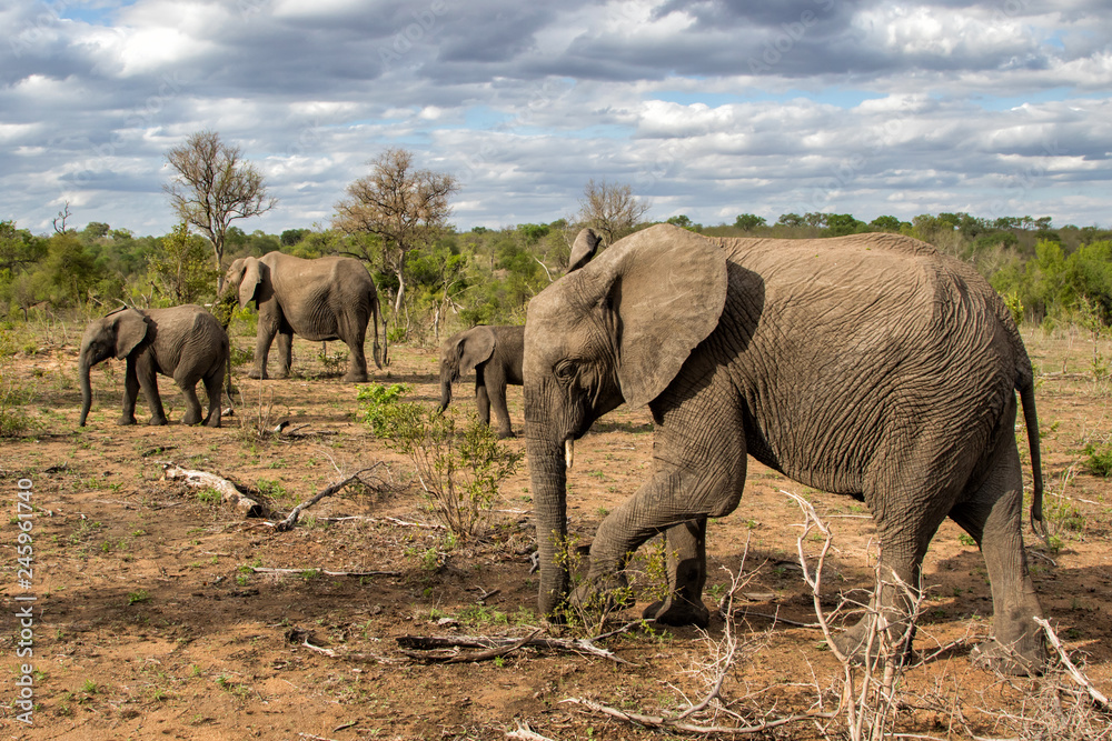 Fototapeta premium Elephant familty in Sabi Sands Game Reserve in South Africa