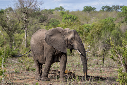 Elephant walking in Sabi Sands Game Reserve in South Africa