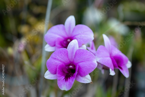 Pink dendrobium orchids are dendrobium orchids in this genus have roots that creep over the surface of trees or rocks  rarely having their roots in soil.