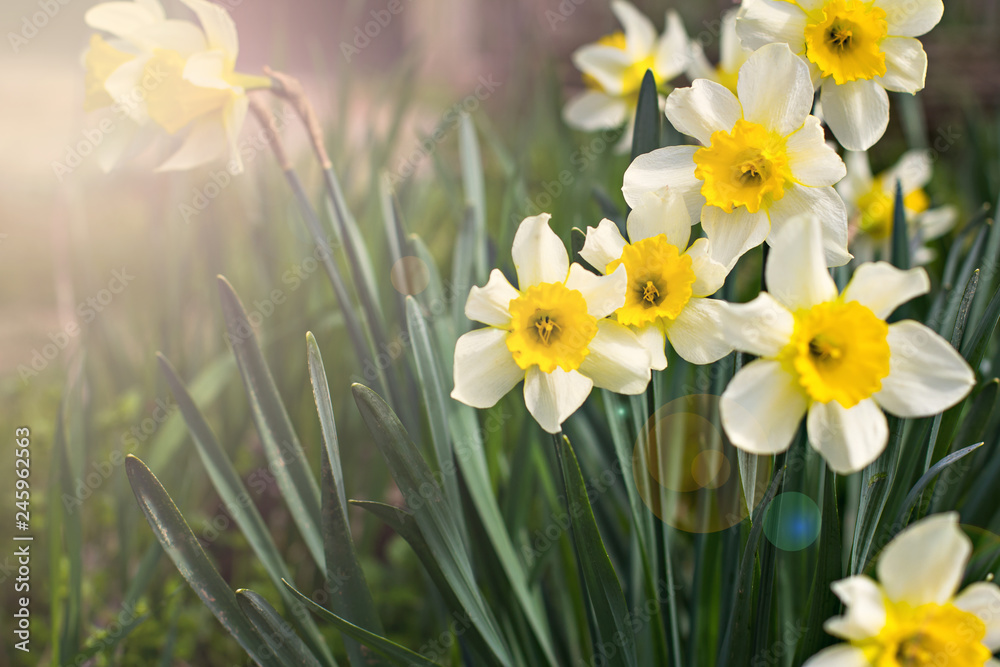 Yellow daffodils on a flower bed. Spring background Yellow daffodils on a flower bed. Spring background