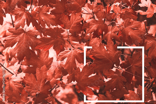 Living Coral background. Creative layout made of leaves a with a white drawn frame. Color of the year 2019. Nature background.