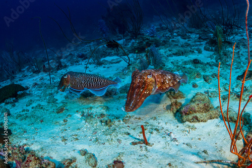 Pharaoh Cuttlefish on the coral reef of Richelieu Rock  Thailand