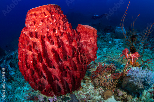 Fototapeta Naklejka Na Ścianę i Meble -  Beautiful, huge sponges deep on a tropical coral reef (Similan Islands, Thailand)