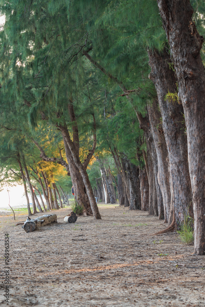 The beach side pine trees in the evening The beach side pine trees in the evening