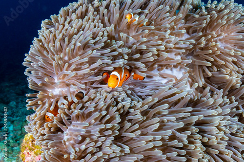 A beautiful family of False Clownfish  Amphiprion ocellaris  in their home anemone on a tropical coral reef