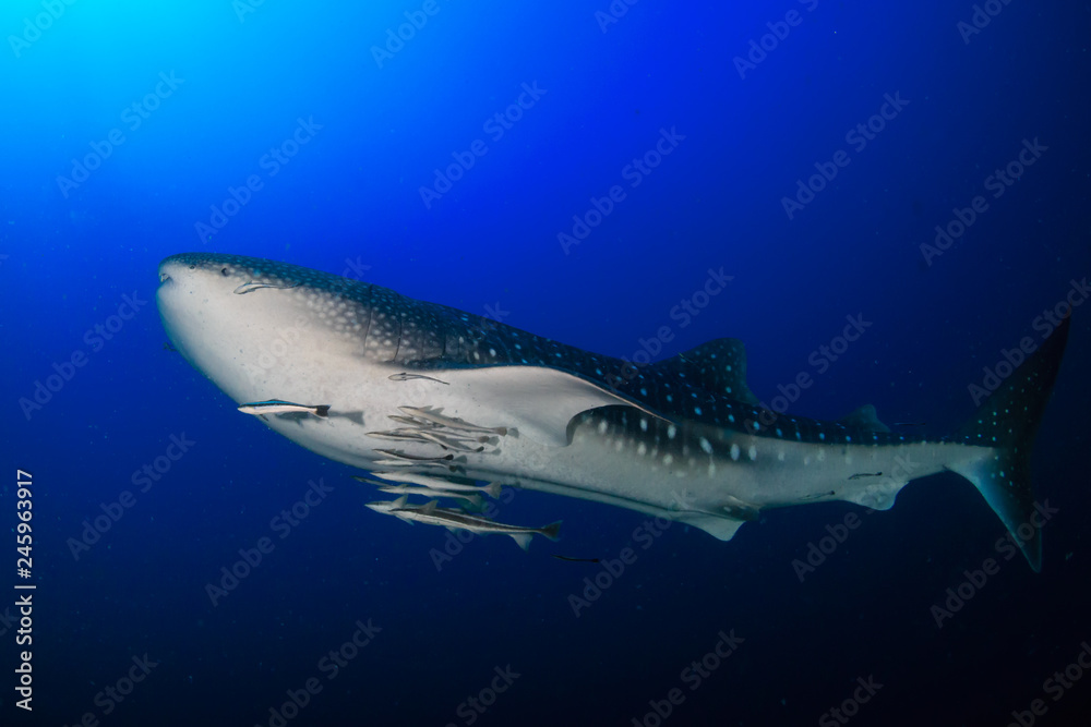 Fototapeta premium A huge Whale Shark (Rhincodon typus) in a clear, blue tropical ocean