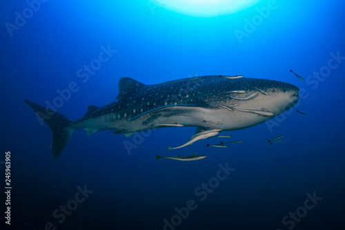 A huge Whale Shark (Rhincodon typus) in a clear, blue tropical ocean © whitcomberd