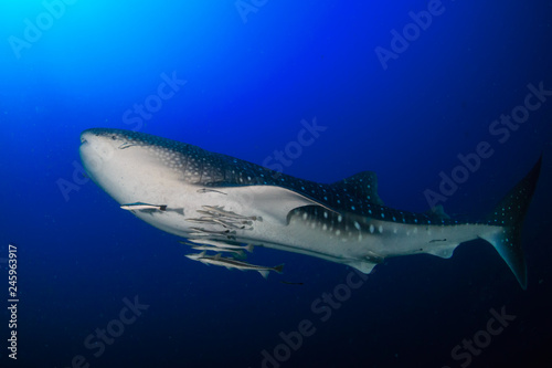 A huge Whale Shark (Rhincodon typus) in a clear, blue tropical ocean