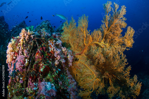 A vibrant, colorful tropical coral reef in the Andaman Sea
